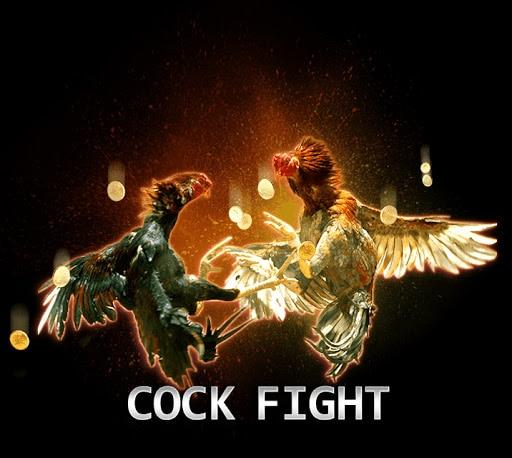Panduan Singkat Bermain Cock Fight Sbobet